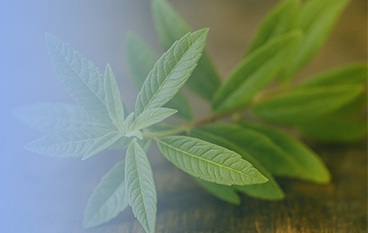  柠檬马鞭草提取物