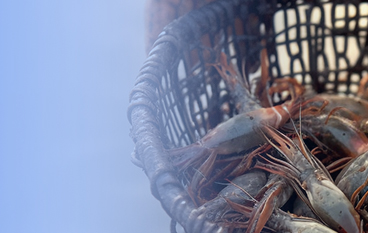  君美康（水产）